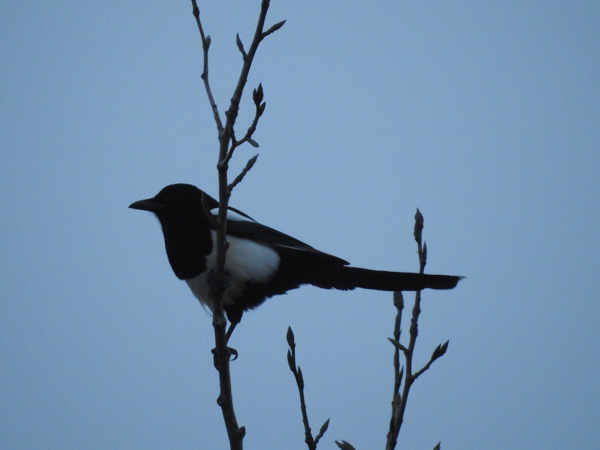 Black-billed Magpie - ML643915197