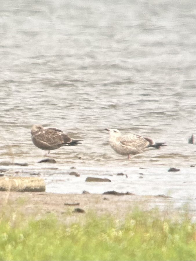 Мартин американський - ML643915216