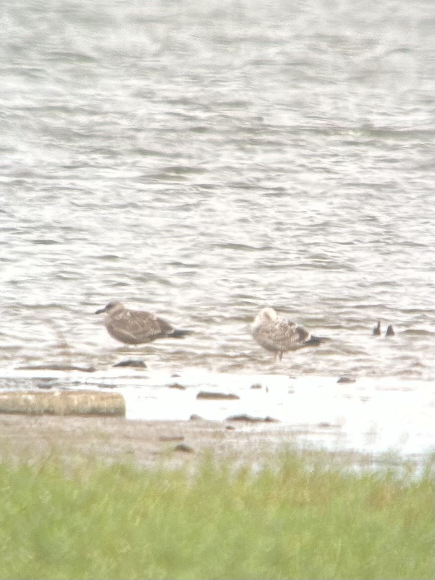 Мартин американський - ML643915217