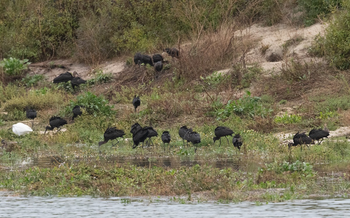Glossy Ibis - ML643915219
