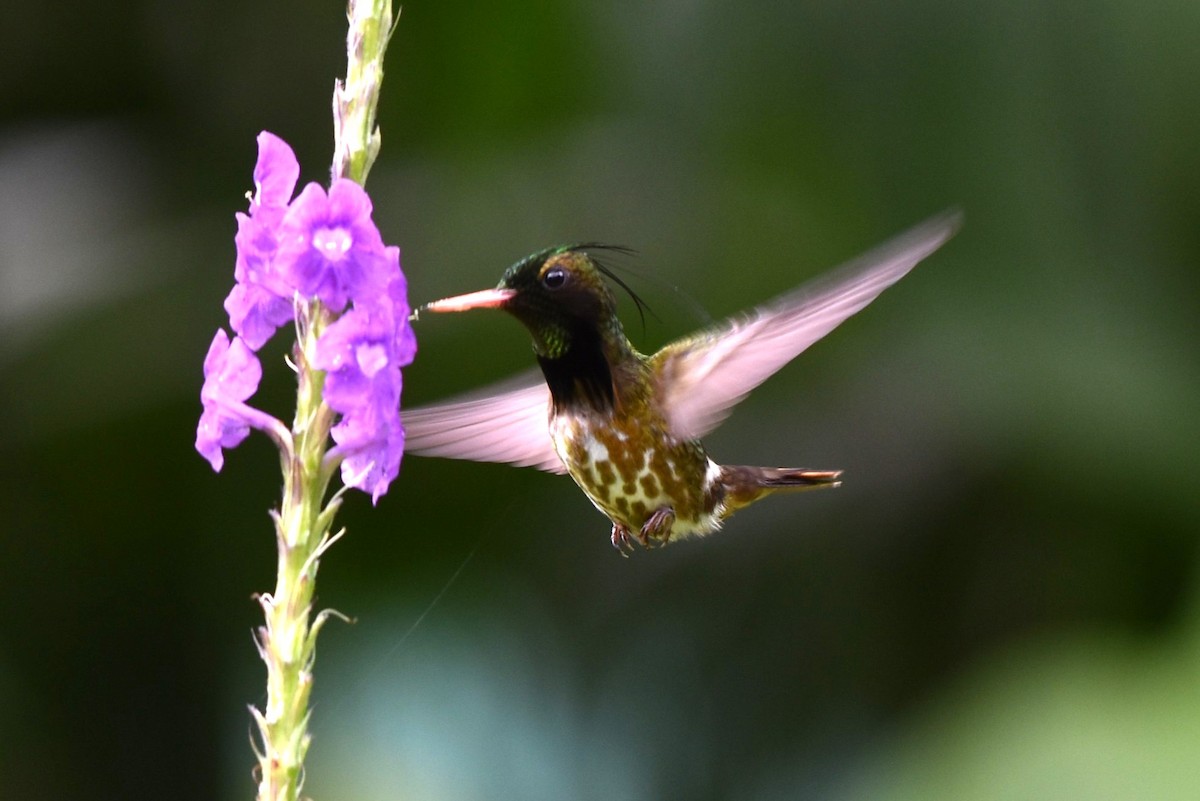 Black-crested Coquette - ML643915238