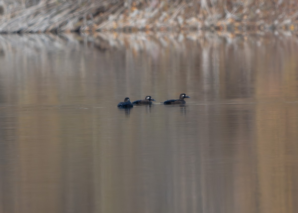 White-winged Scoter - ML643915249