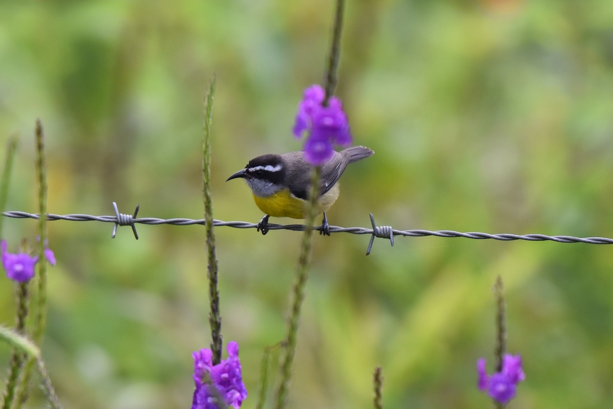 Bananaquit - ML643915264