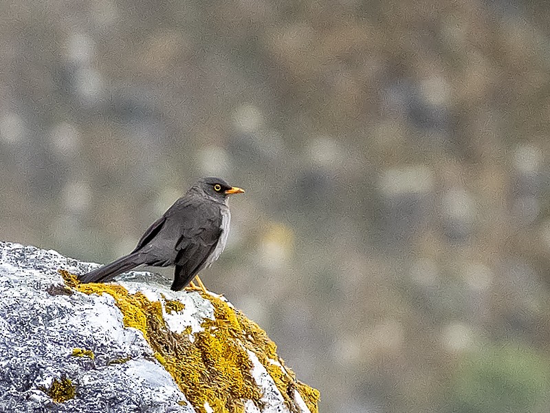 Great Thrush - ML643915288