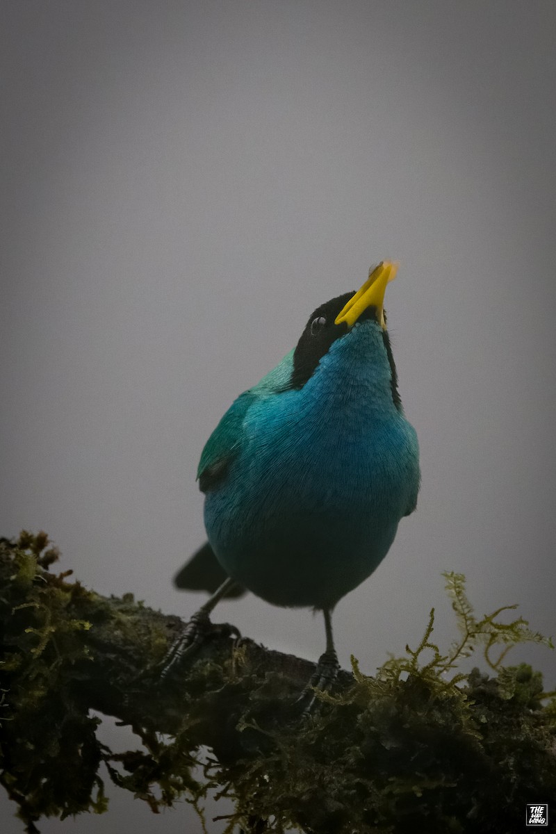 Green Honeycreeper - ML643915309