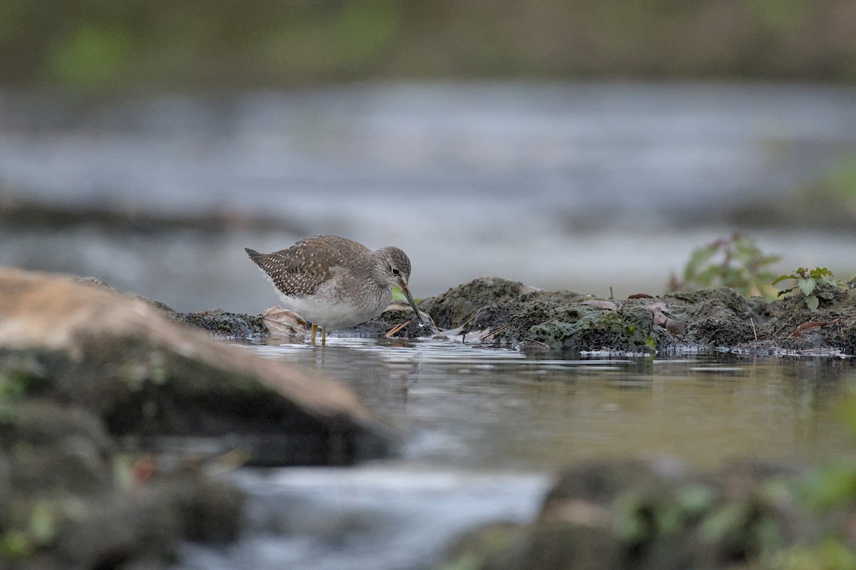 Lesser Yellowlegs - ML643915311