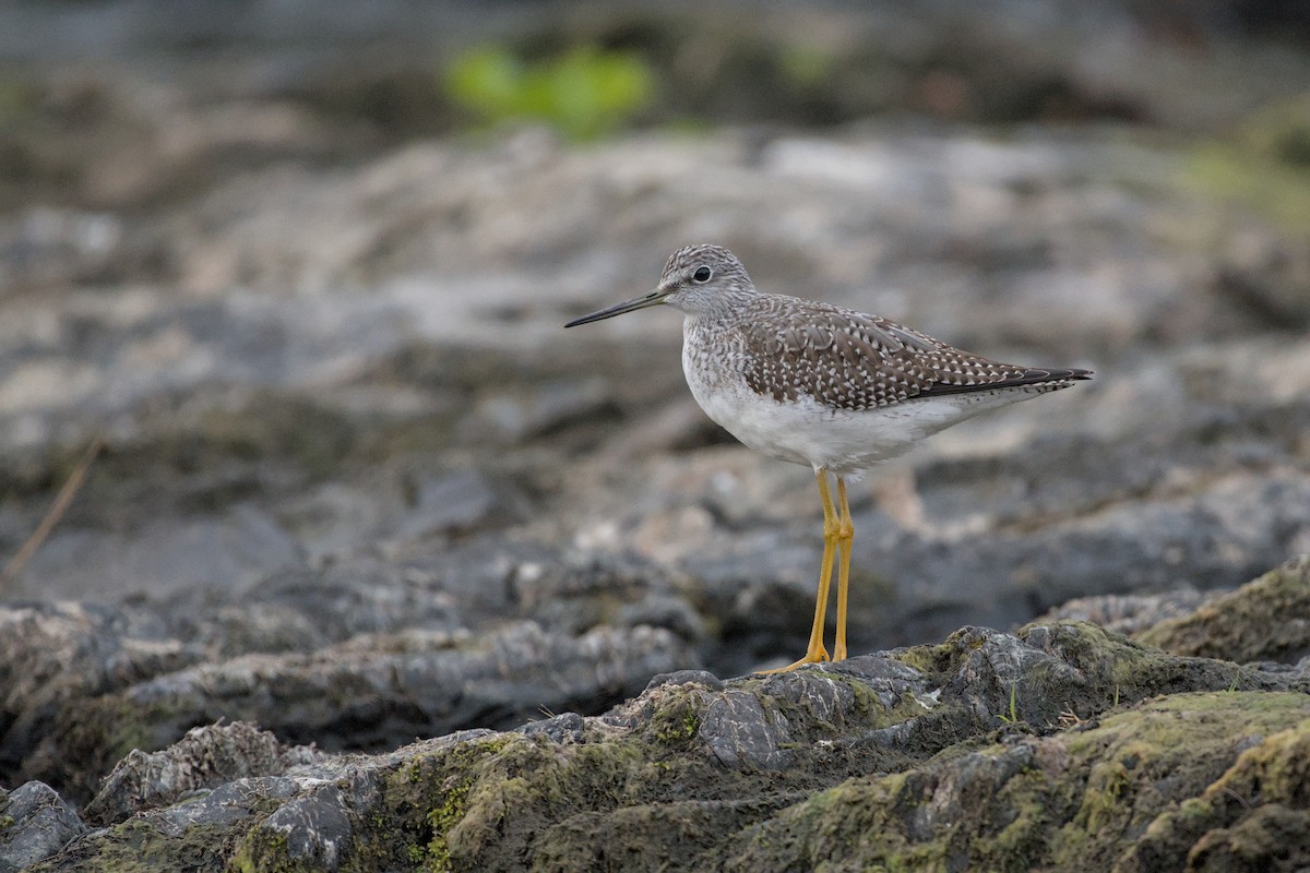 Greater Yellowlegs - ML643915312