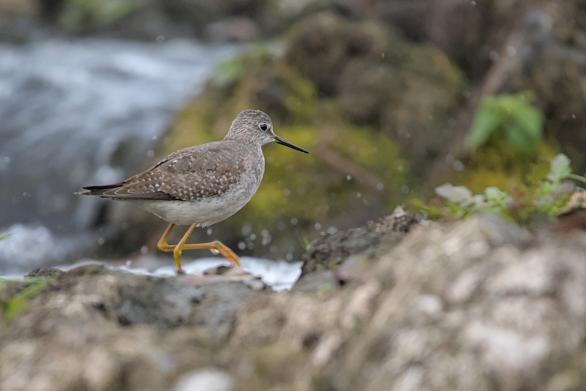 Greater Yellowlegs - ML643915313