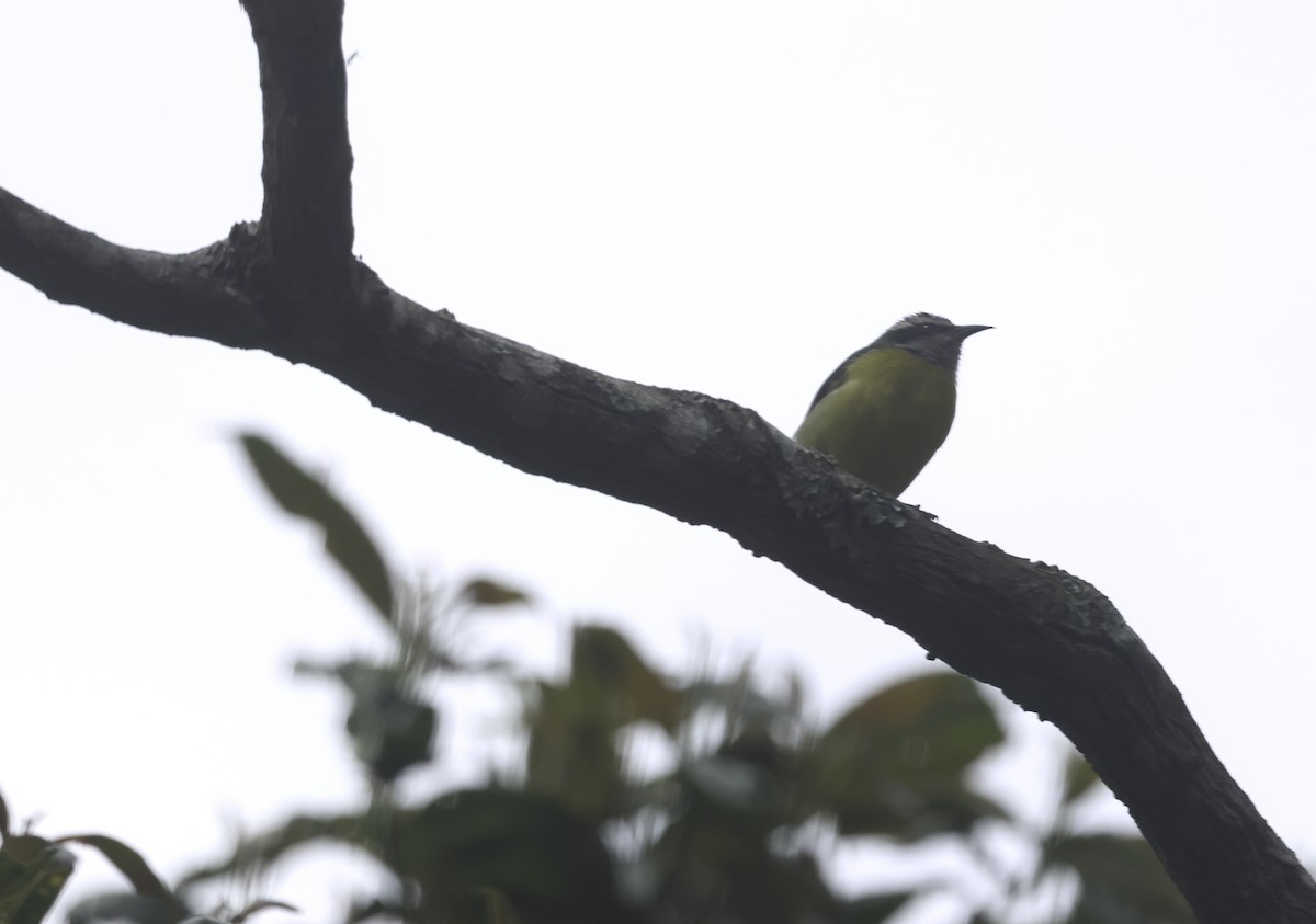 Bananaquit - ML643915317