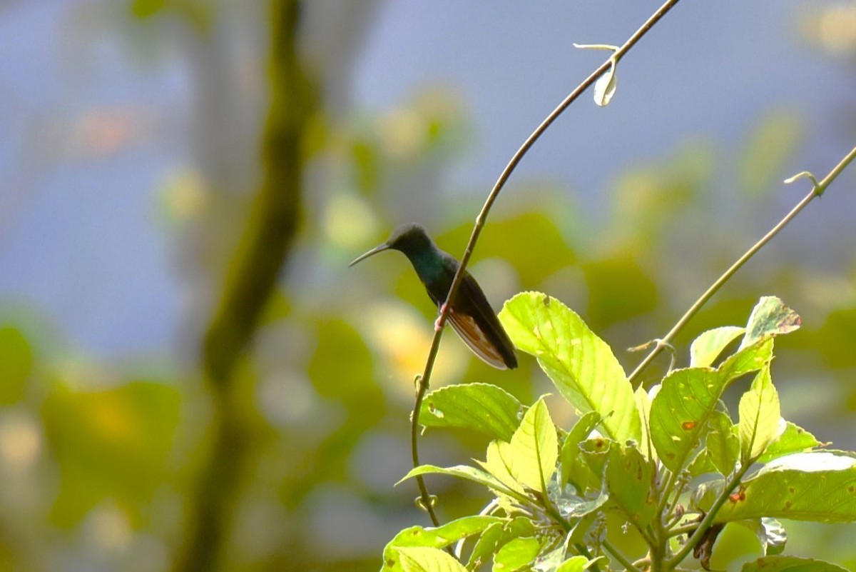 Bronze-tailed Plumeleteer - ML643915318