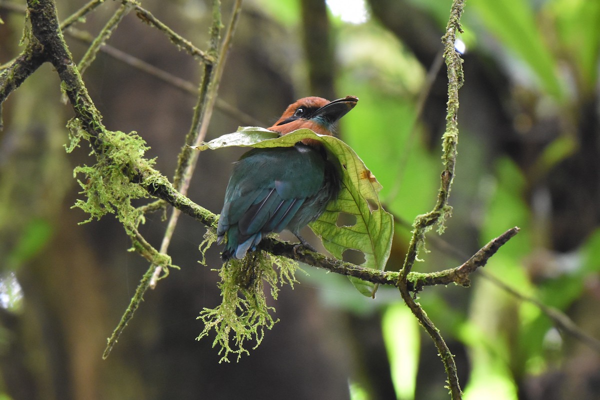 Broad-billed Motmot - ML643915319