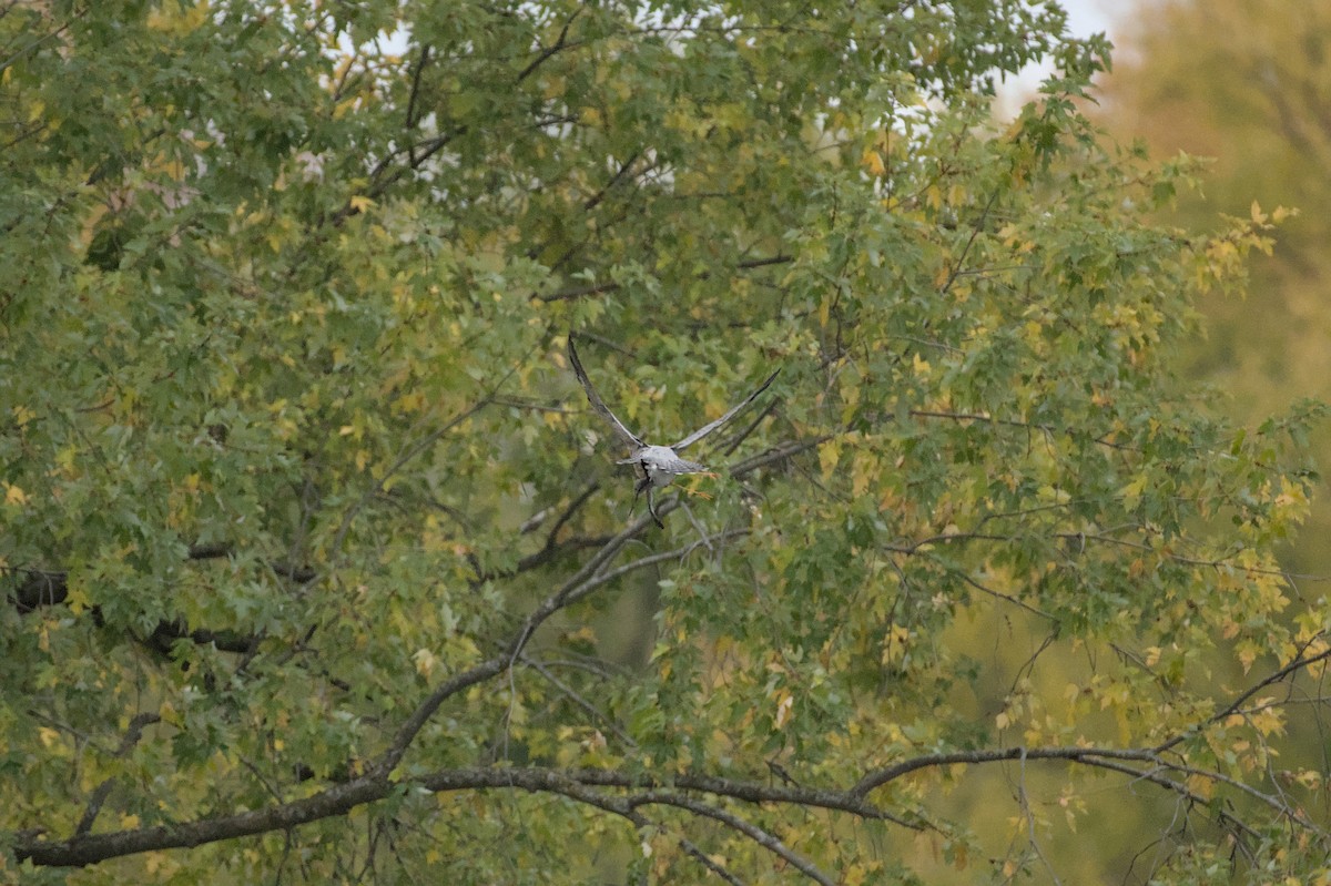 Эгэл шонхор - ML643915328