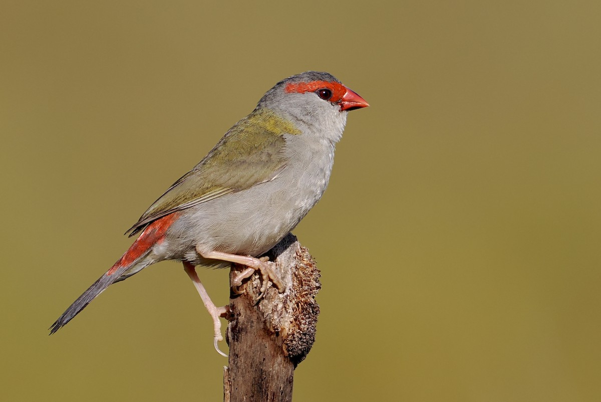 Red-browed Firetail - ML643915331