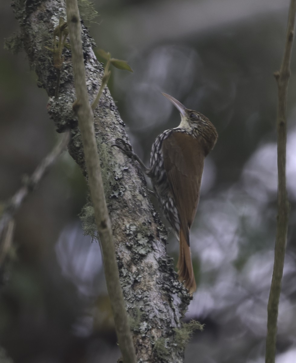Scaled Woodcreeper (Scaled) - ML643915333