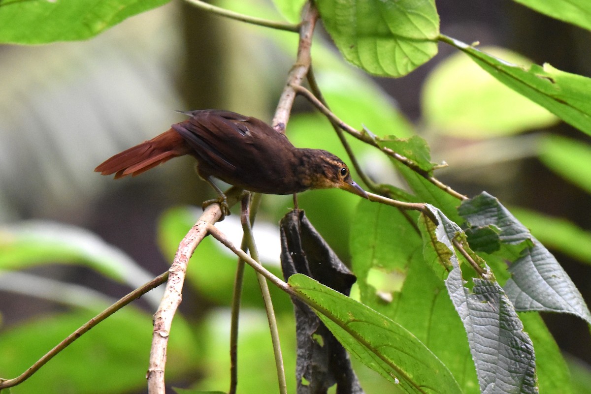 Fawn-throated Foliage-gleaner - ML643915334