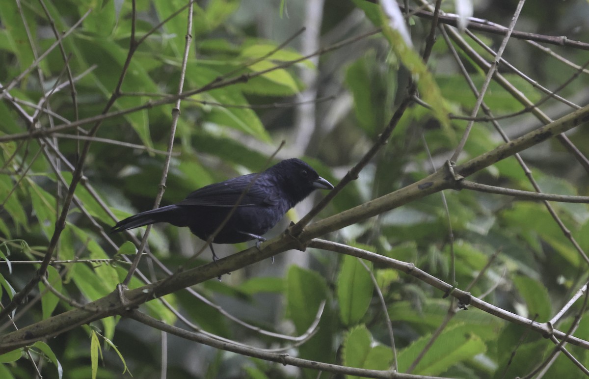 Ruby-crowned Tanager - ML643915345