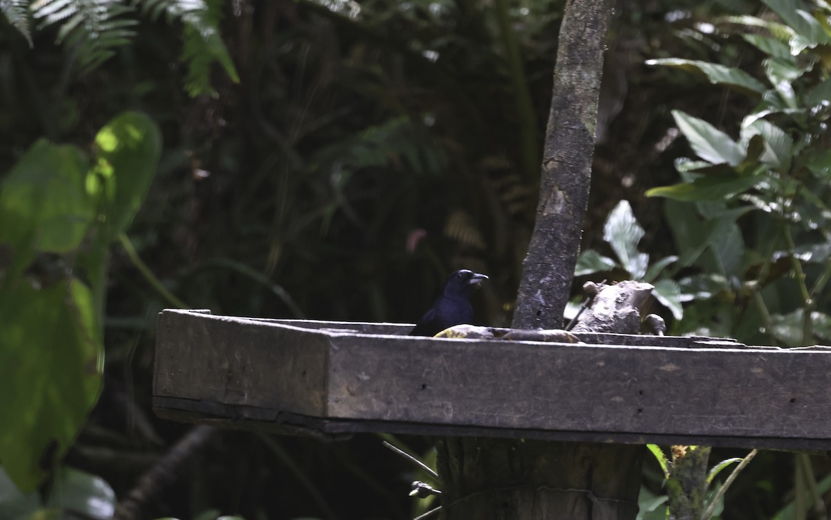 Ruby-crowned Tanager - ML643915348