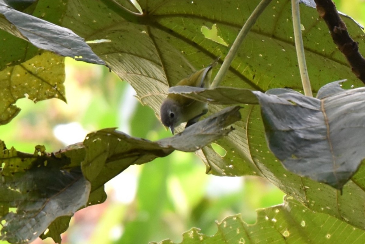 Lesser Greenlet - ML643915355