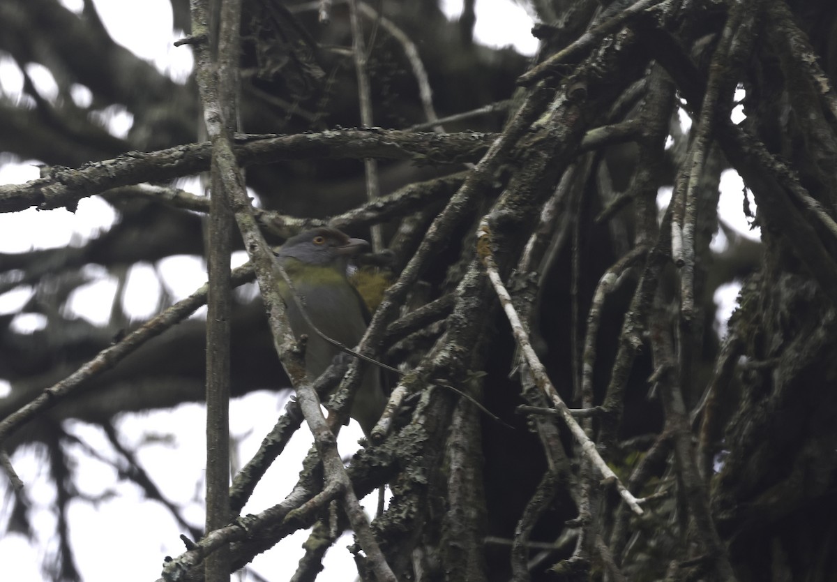 Rufous-browed Peppershrike - ML643915358