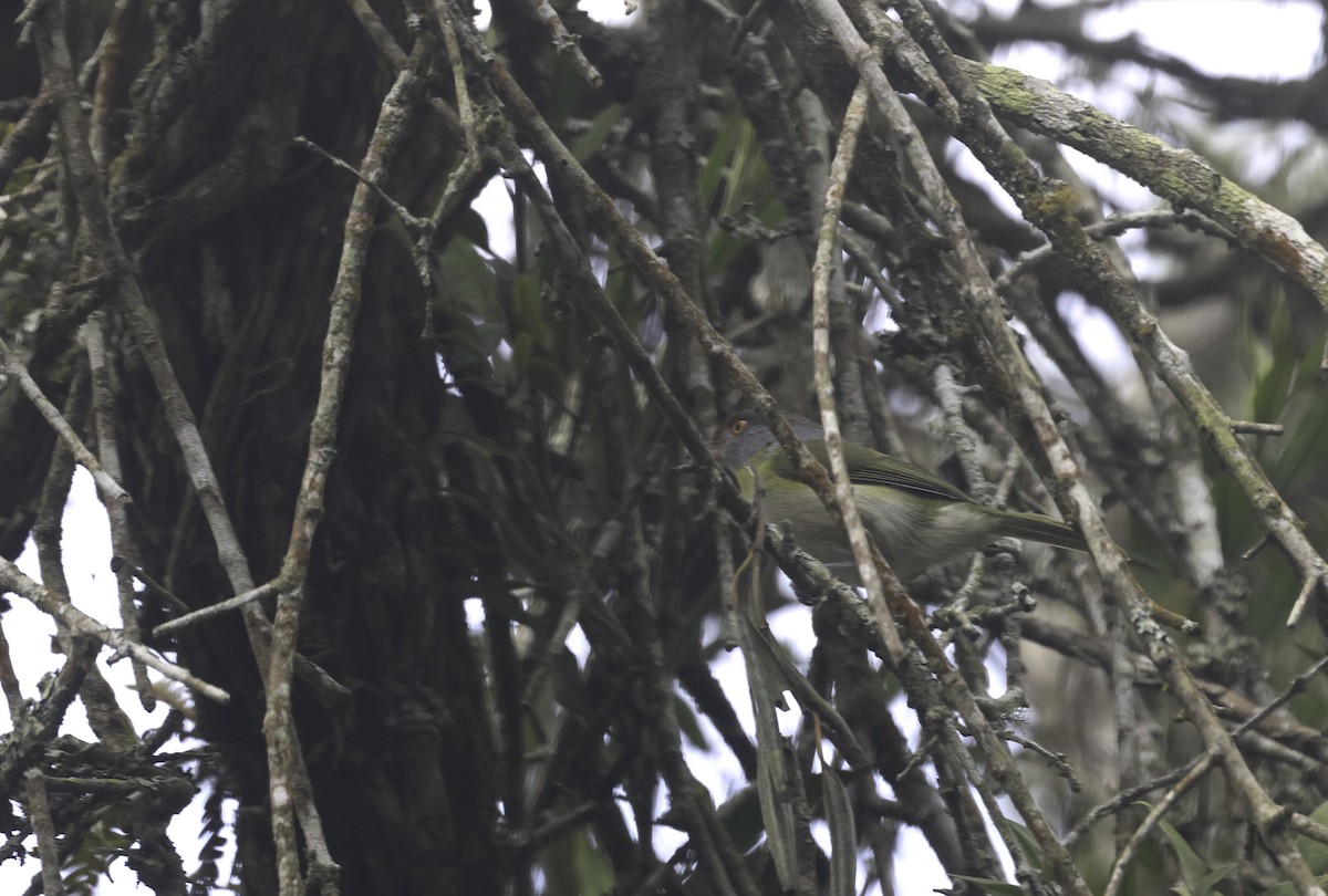 Rufous-browed Peppershrike - ML643915364