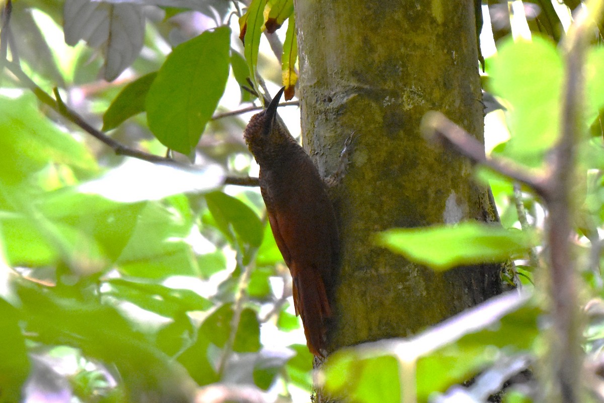 Grimpar vermiculé - ML643915380