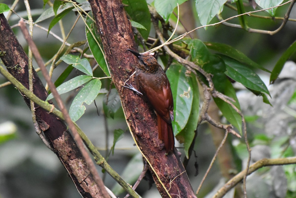 Grimpar vermiculé - ML643915383