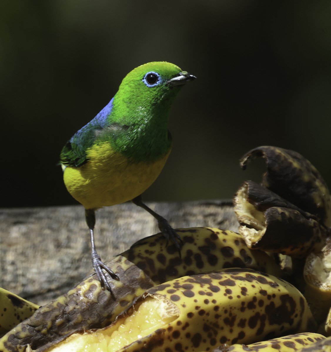 ミドリフウキンチョウ - ML643915395