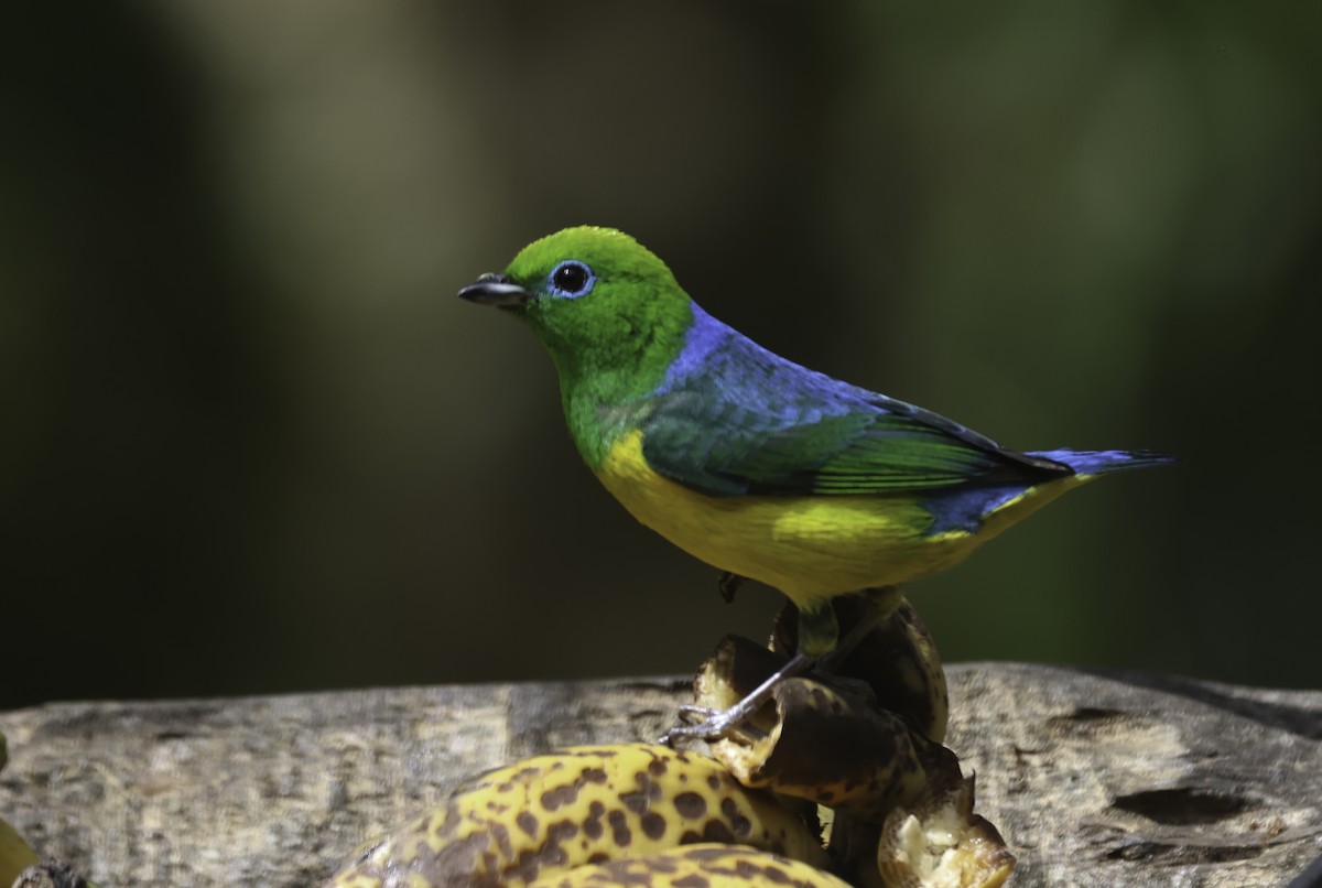 ミドリフウキンチョウ - ML643915396