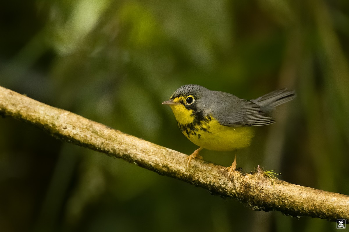Canada Warbler - ML643915405