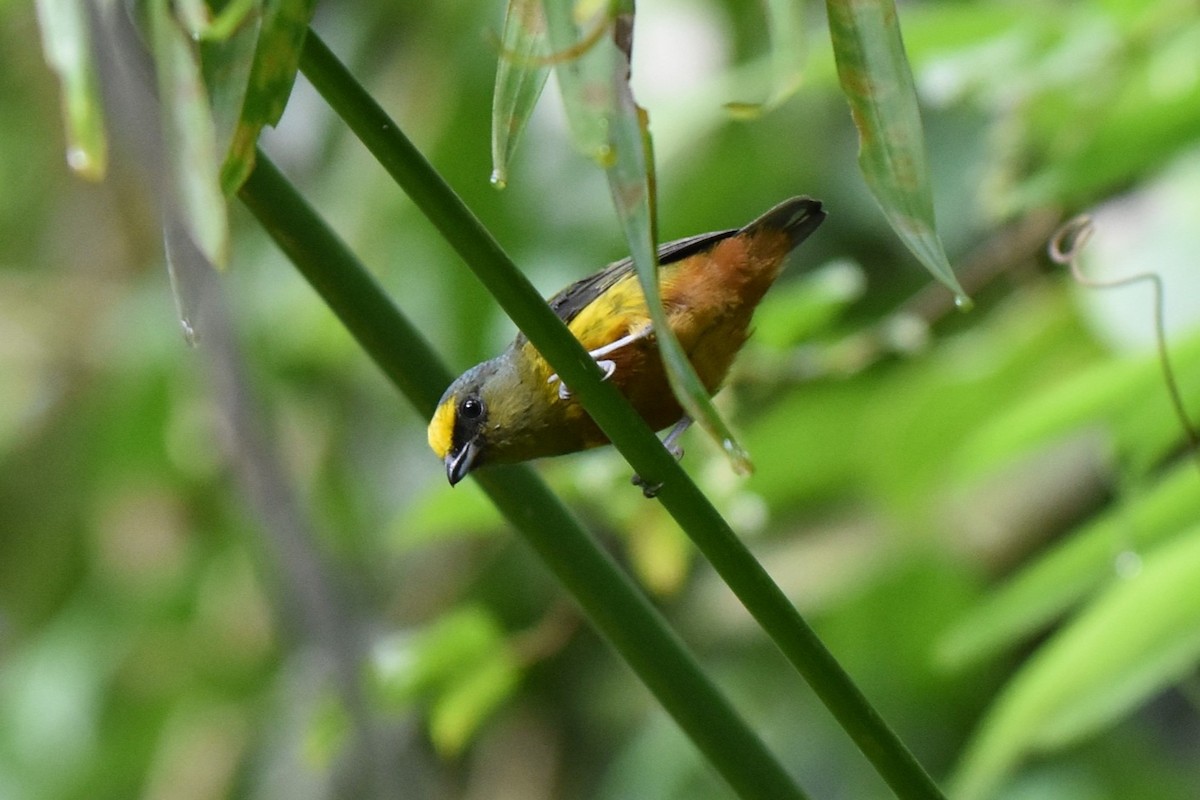 Olive-backed Euphonia - ML643915407