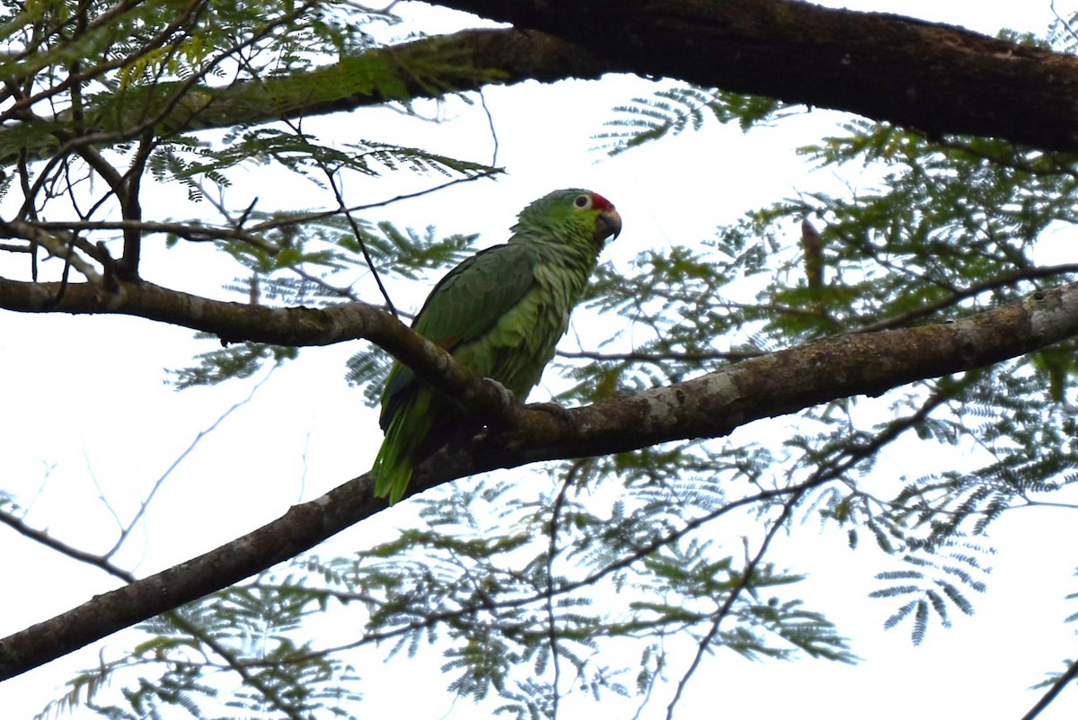 Amazona Frentirroja - ML643915425