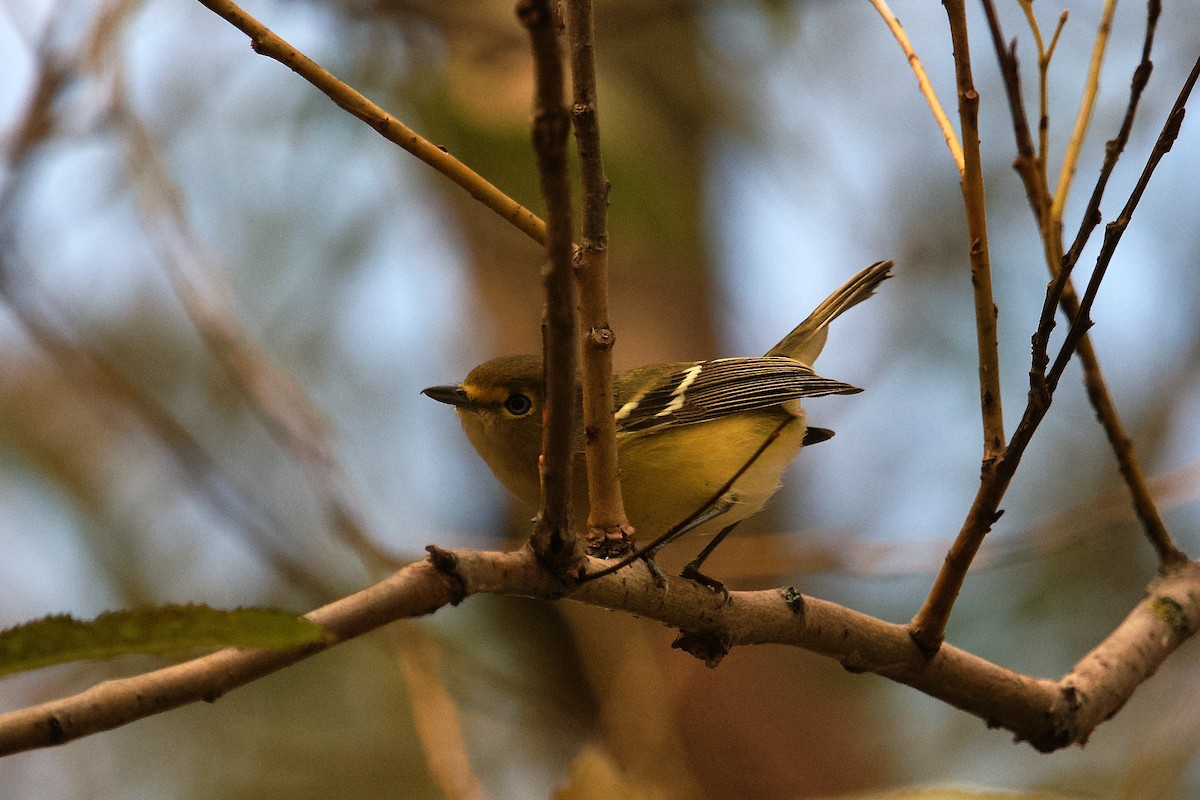 White-eyed Vireo - ML643915442