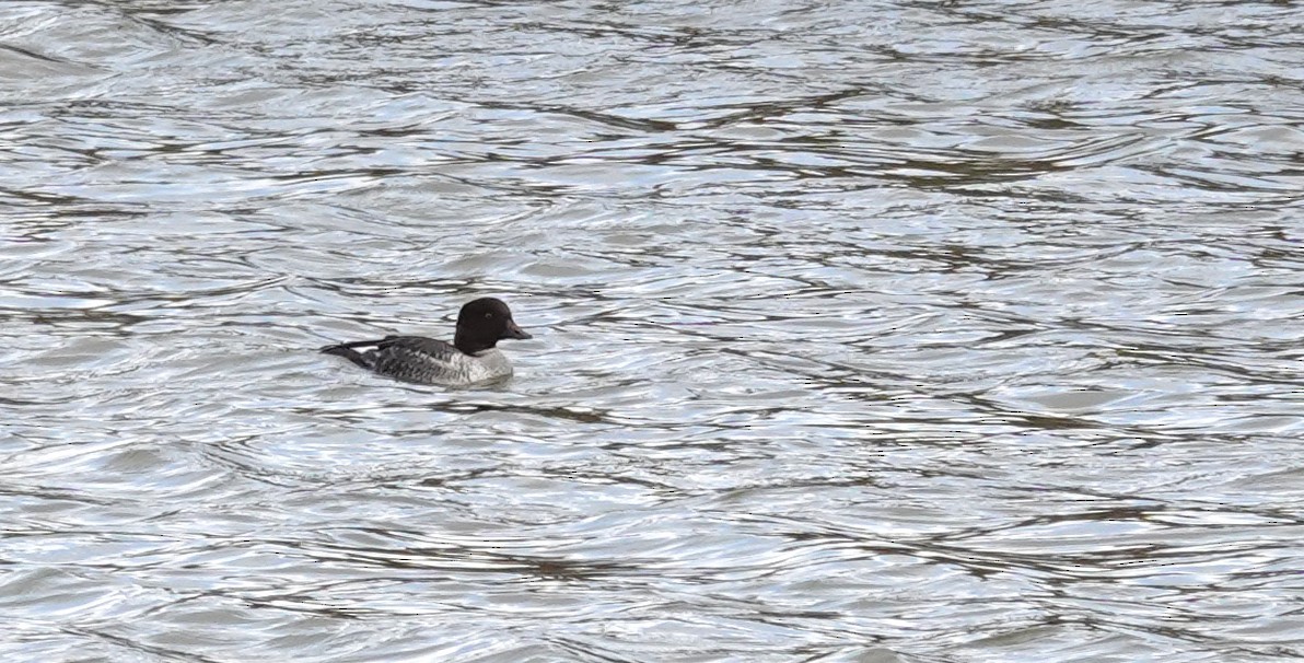 Common Goldeneye - ML643915448