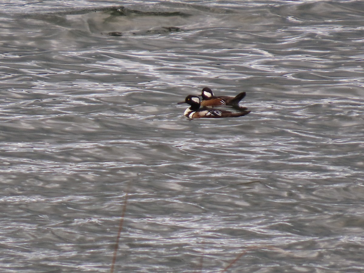 Hooded Merganser - ML643915449