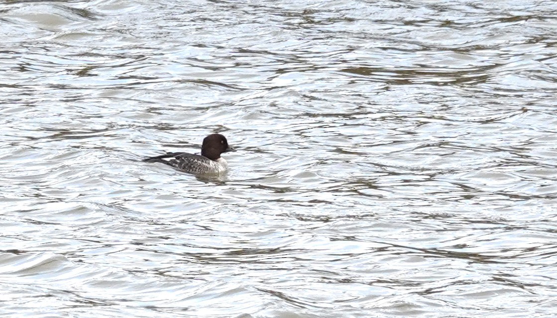 Common Goldeneye - ML643915451