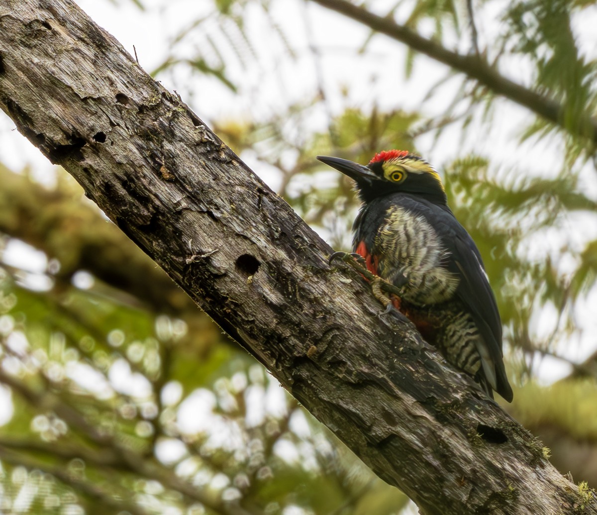 Pic à chevron d'or - ML643915452