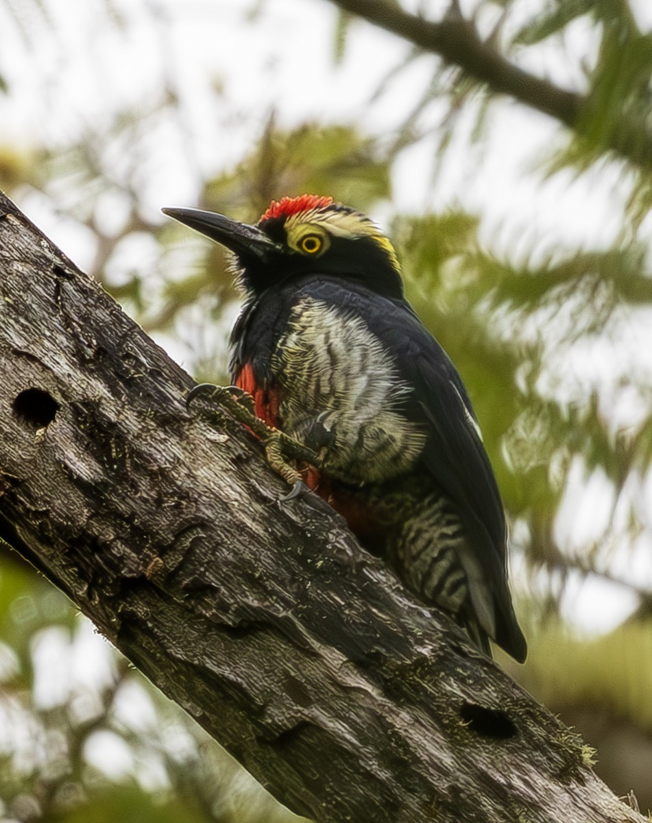 Pic à chevron d'or - ML643915453