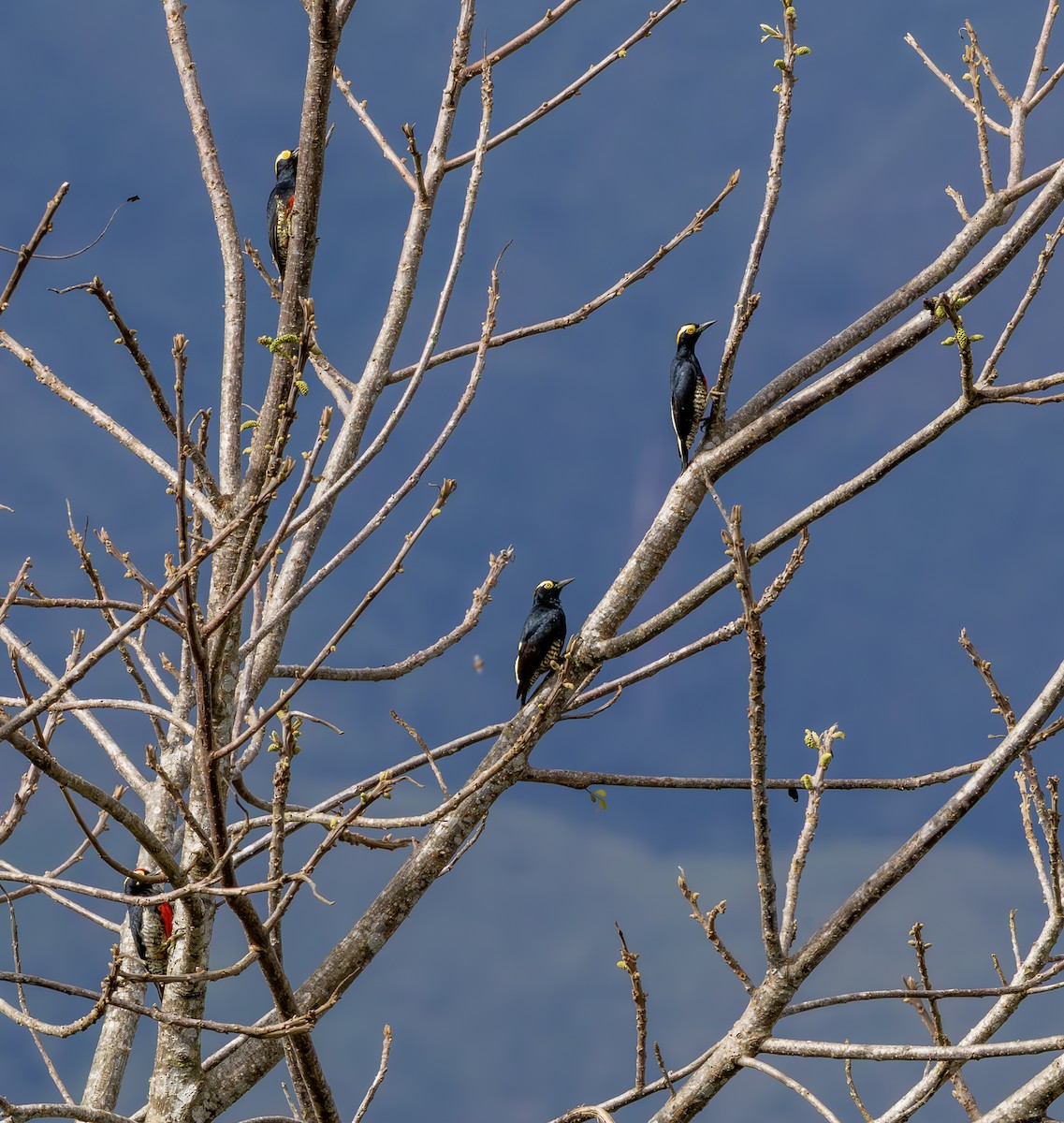 Pic à chevron d'or - ML643915454