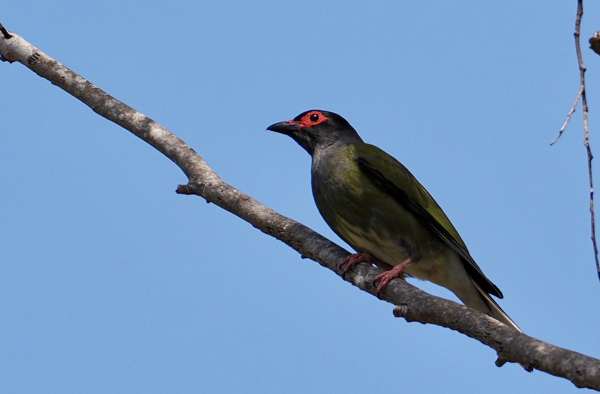 Australasian Figbird - ML643915456