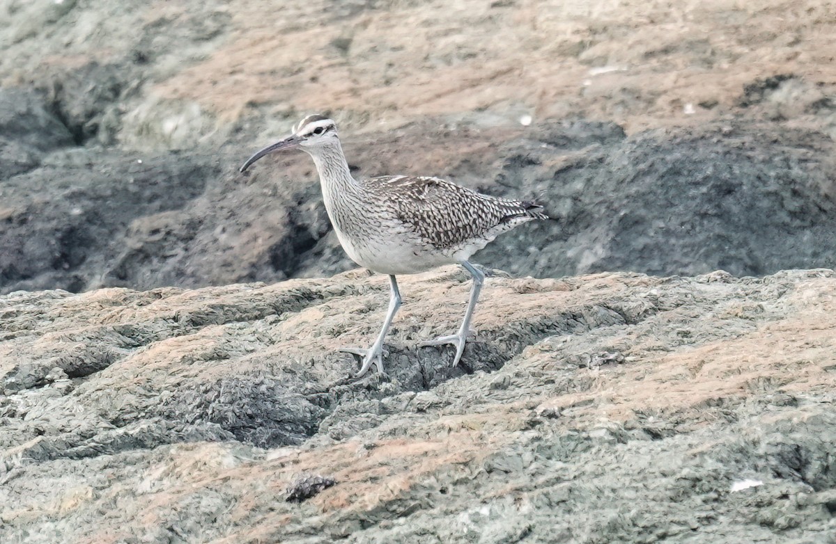中杓鷸 - ML643915459