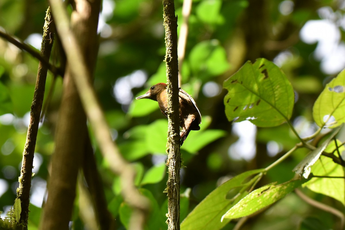 ハゲラ - ML643915465