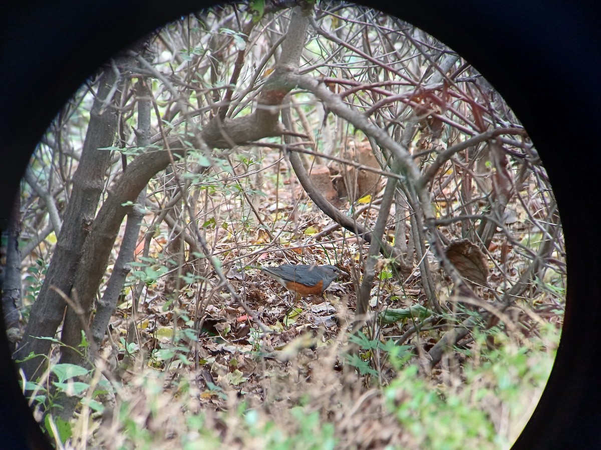Gray-backed Thrush - ML643915466