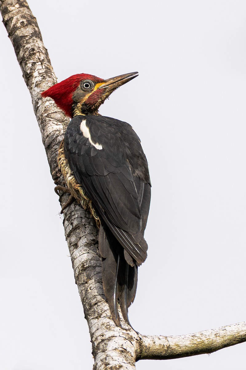 Lineated Woodpecker - ML643915471