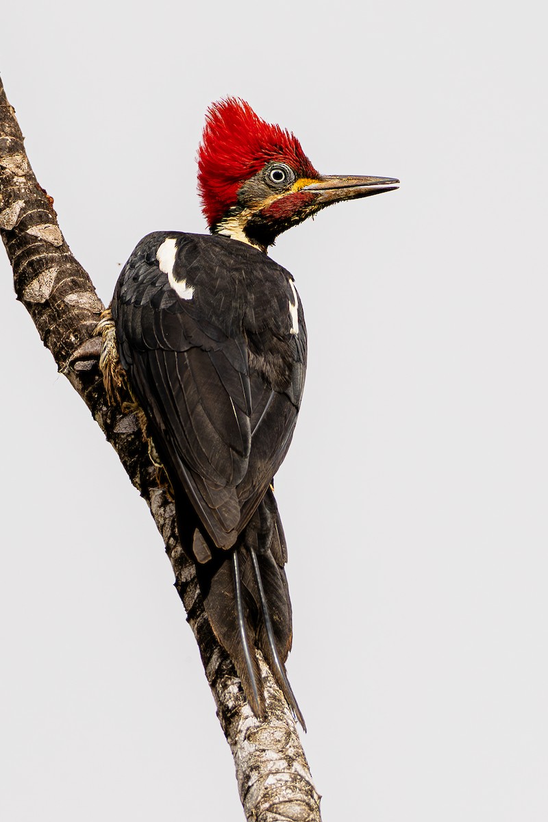Lineated Woodpecker - ML643915472
