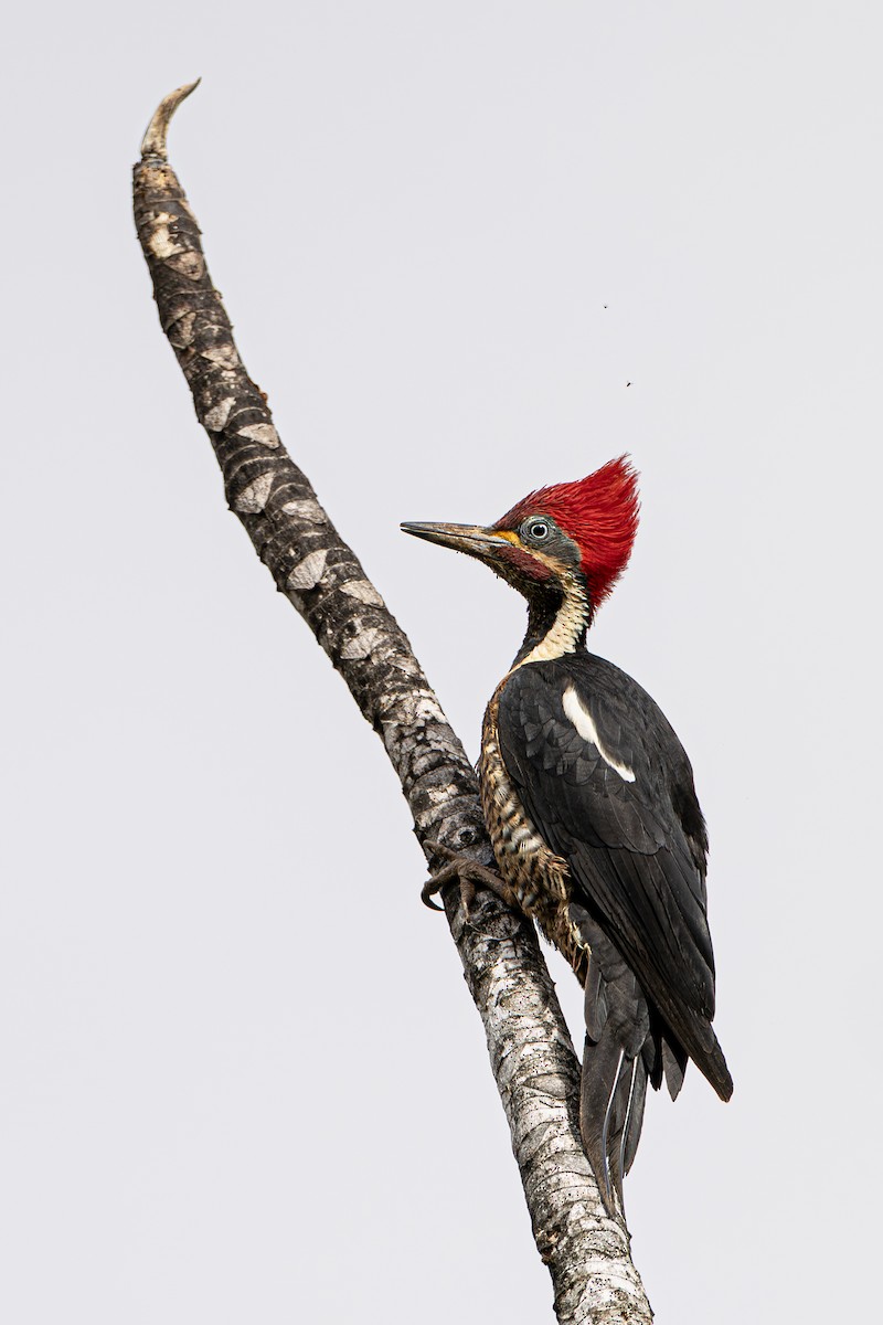 Lineated Woodpecker - ML643915473