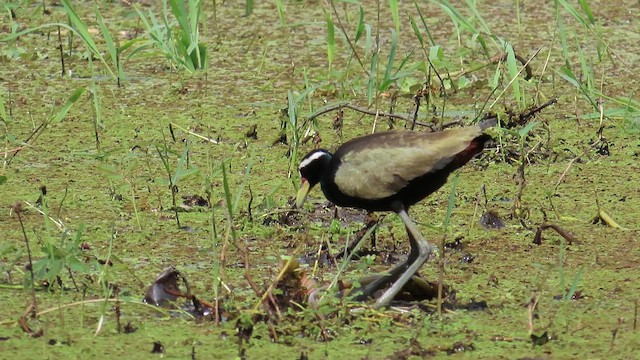 Bronzeblatthühnchen - ML643915485