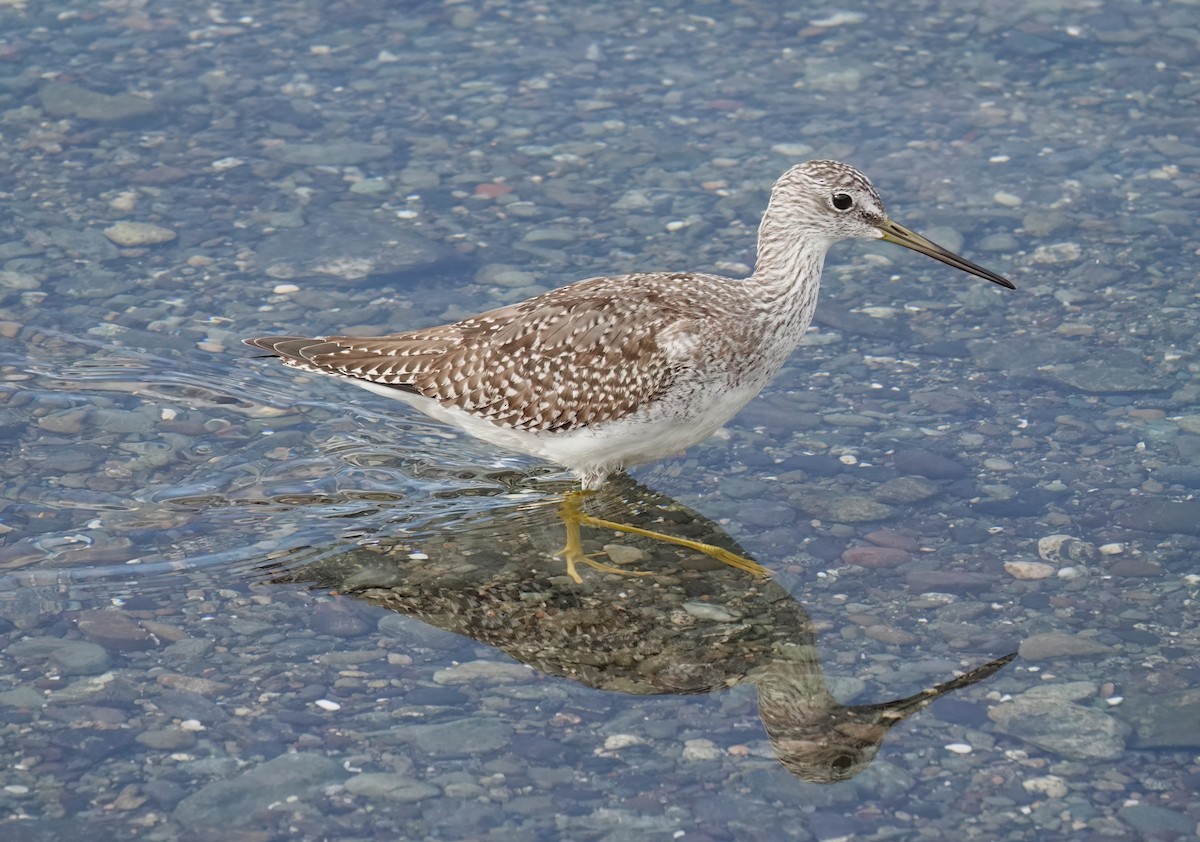 Greater Yellowlegs - ML643915496