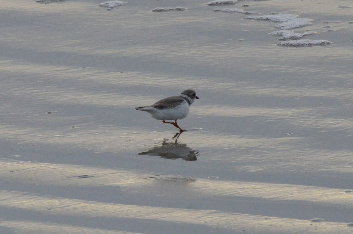 Piping Plover - ML643915508