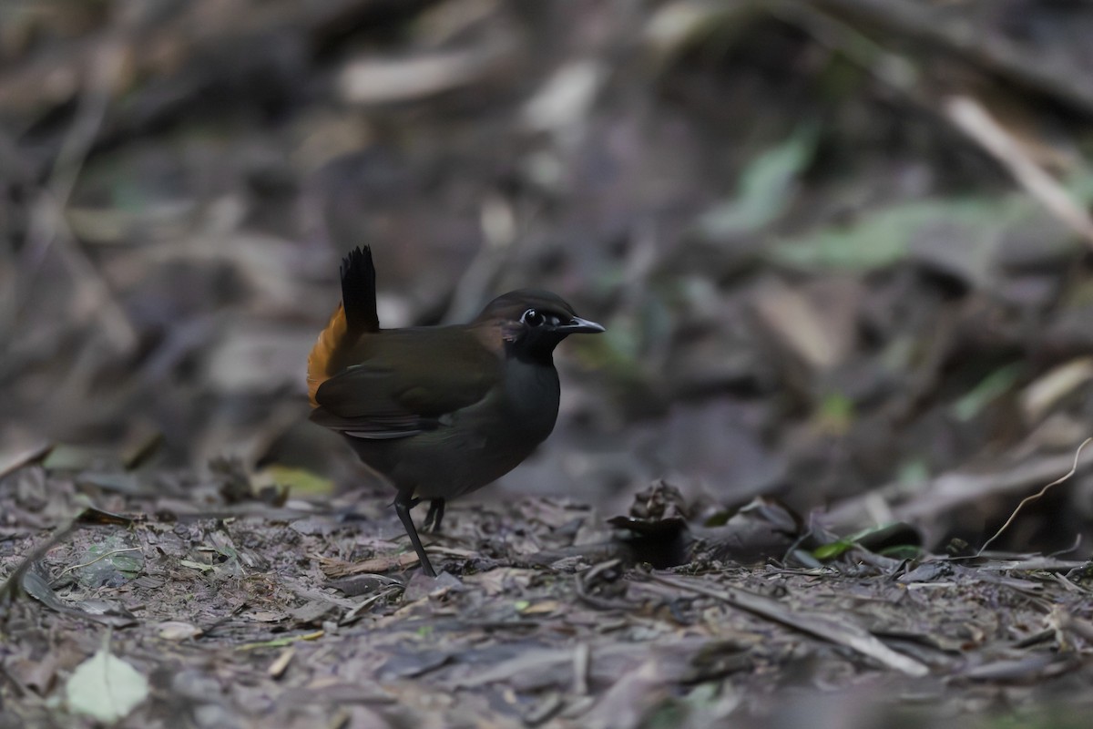 Black-faced Antthrush - ML643915509