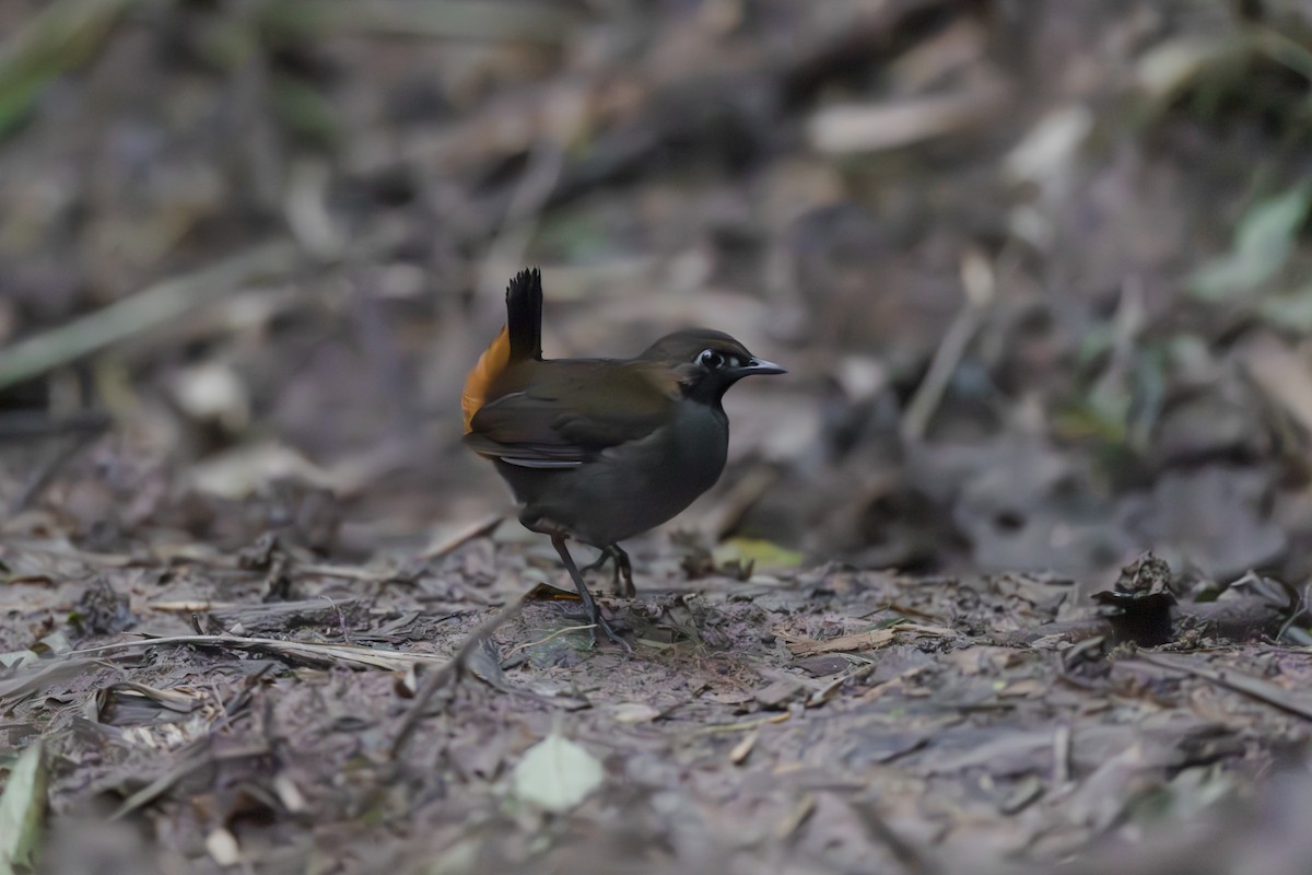 Black-faced Antthrush - ML643915510